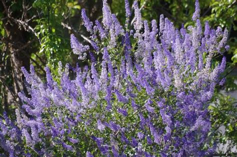 Salt and wind tolerance of landscape plants for . Drought Tolerant Plants for a San Diego area garden.