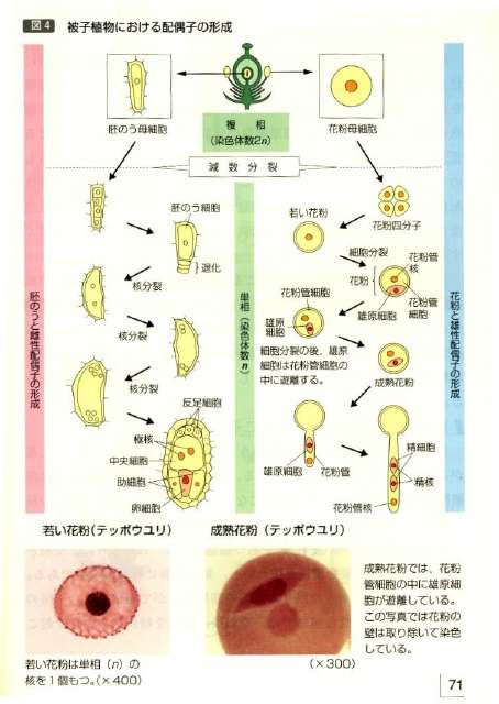 高校生物 植物の生殖