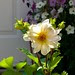 Dahlia without bee