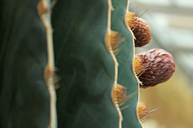 Real Jardín Botánico de Madrid.