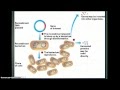 Cloning And Genetic Modification / Genetic Variation: Definition, Factors, Cloning, Cause ... - The use of genetic technologies to treat.