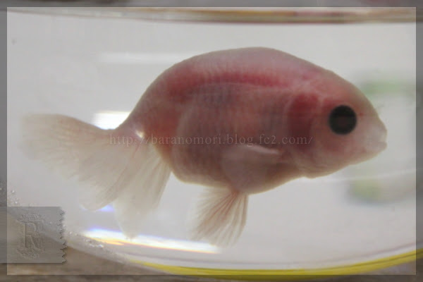 薔薇の森 金魚