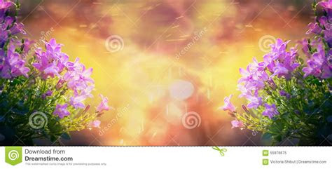 beautiful bell flowers  sunrise  garden  park