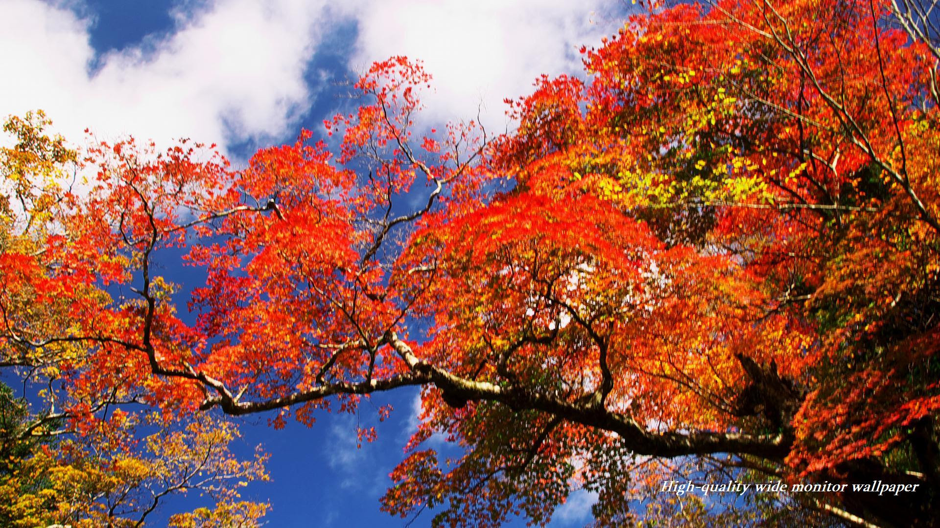 真っ赤に萌える紅葉をモチーフにしましたワイドモニター専門高画質壁紙 アスペクト比１６ ９ 19 1080 秋の風景 自然風景 花 景色