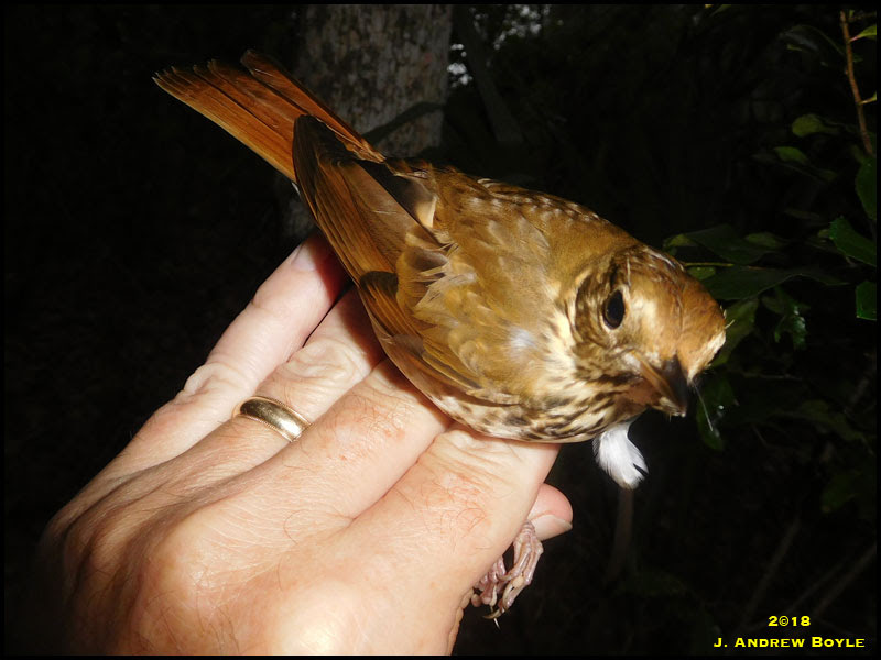 Hermit Thrush