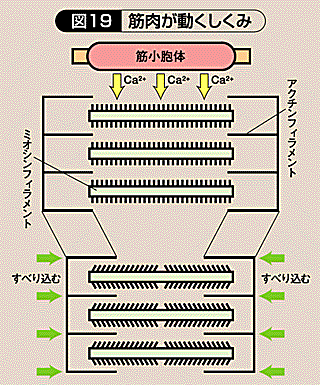 収縮タンパク質 はどんな働きをする よくある質問 財団法人日本食肉消費総合センター