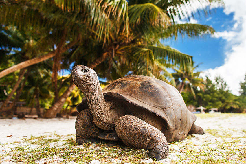 Giant Tortoises are a common sight on the Curieuse island