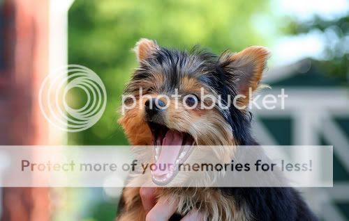 Yorkie Puppy Pictures,puppies-pictures,cute-puppies-pictures,funny-puppies-pictures,funny-puppy-pictures