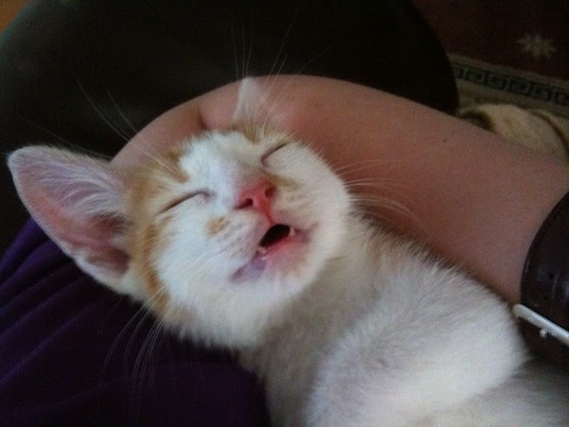 Jasper