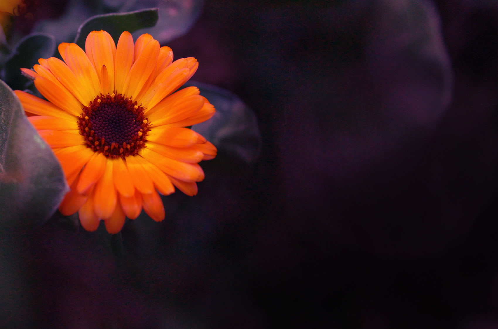 La humildad es algo que se debe llevar en el corazón