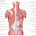 Names Of Muscles / · location of origin or .