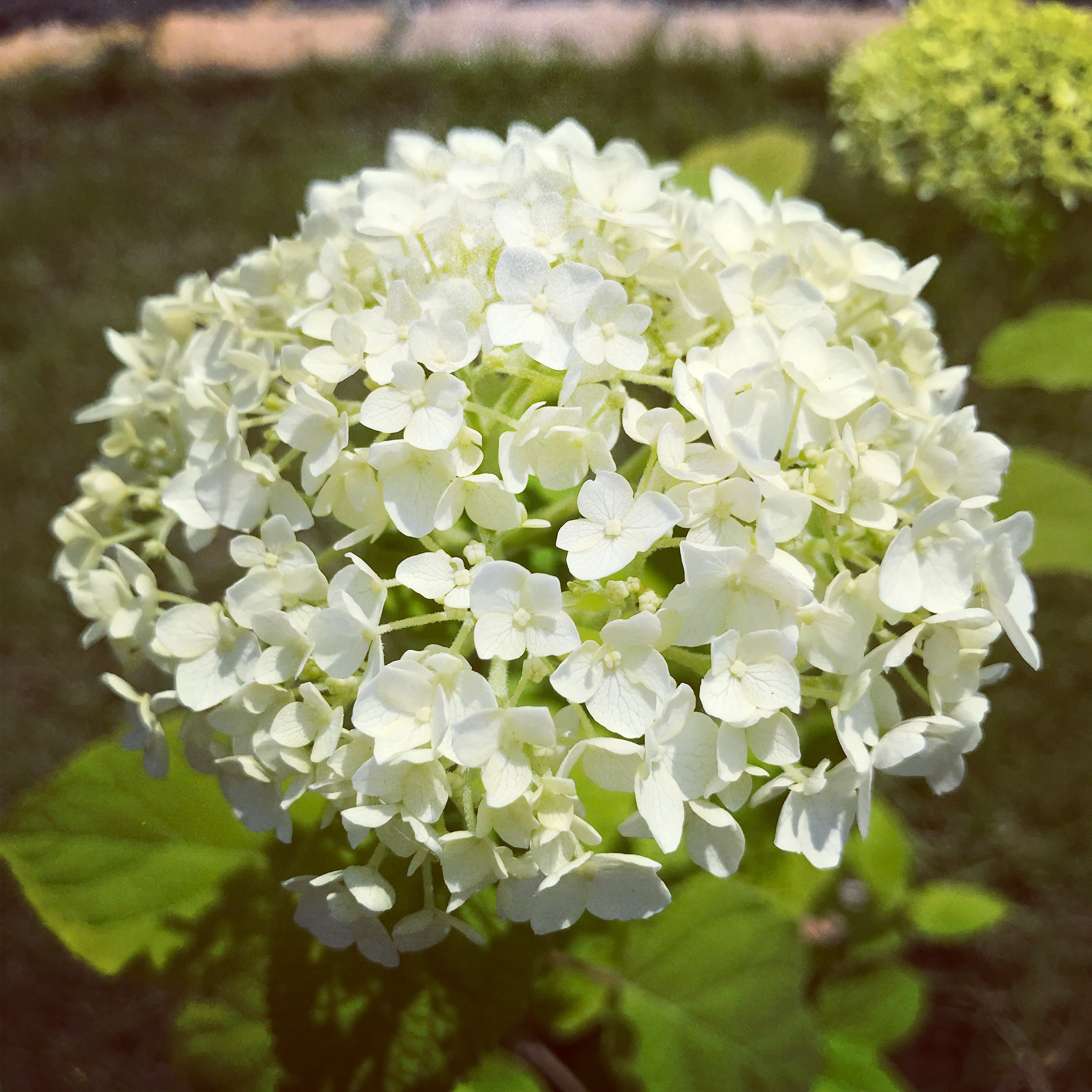 紫陽花の季節 つくば市のお庭 外構 エクステリアならここちテリアtsukuba