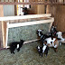 Diy Hay Rack Quails / DIY Hay Rack for Little Pets: 6 Steps (with Pictures) - The best hay racks for your guinea pigs.