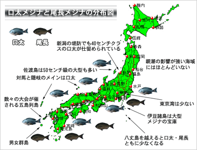 メジナ概論