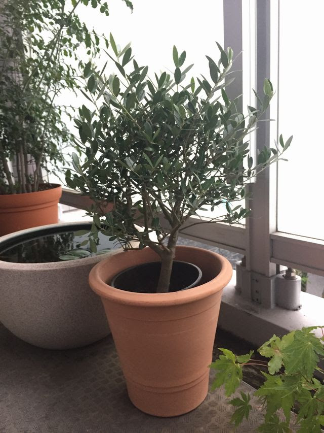 オリーブ ネバディロブランコ を育てる方法 二股の強剪定や肥料など 観葉植物ブログ緑組 植物の育て方