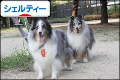 にほんブログ村 犬ブログ シェルティーへ