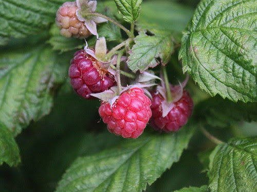 First raspberries June 2012