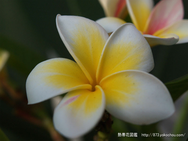 プルメリア 花壁紙