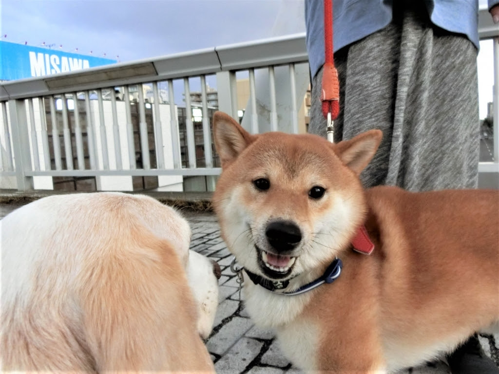 19年11月の記事 ちゃーいずむ