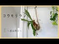 コウモリラン 吊るし方 182706-コウモリラン 吊るし方