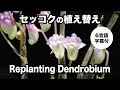 セッコク 花 147437-セッコク 花期