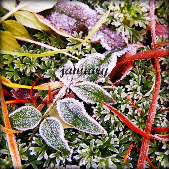 Jewelled Web - January 2015 - silver moss jewellery