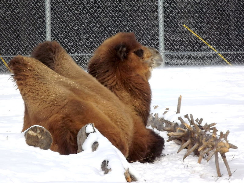 DetroitZoo