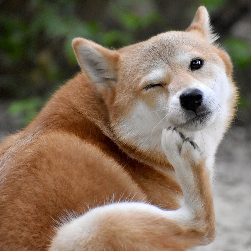 犬が気を付けなくてはいけない虫とは 虫除け対策や刺された時の対処法など 犬の総合情報サイト ペットスマイルニュースforワンちゃん