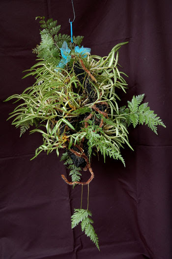シノブの部屋 着生蘭栽培へのいざない Ginshiba Epiphytic Orchids