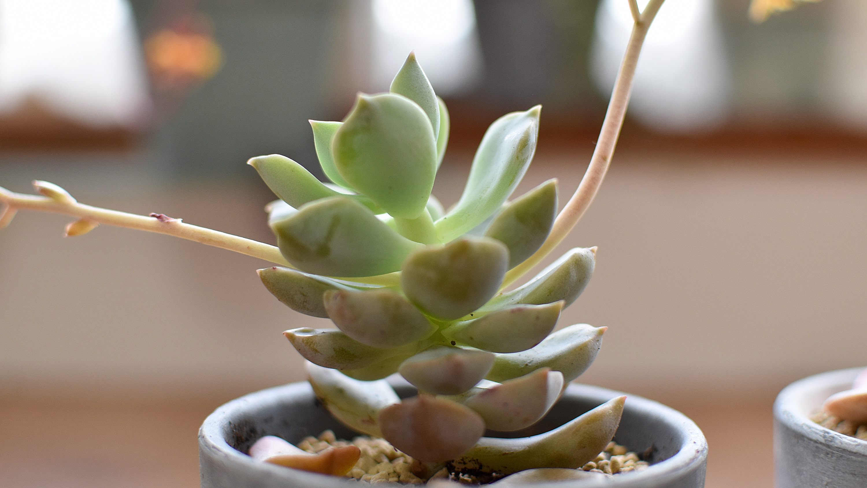 伸びすぎた多肉植物の仕立て直し くまパンチャンネル Kobiのシークレットガーデン 観葉植物 多肉植物の育て方