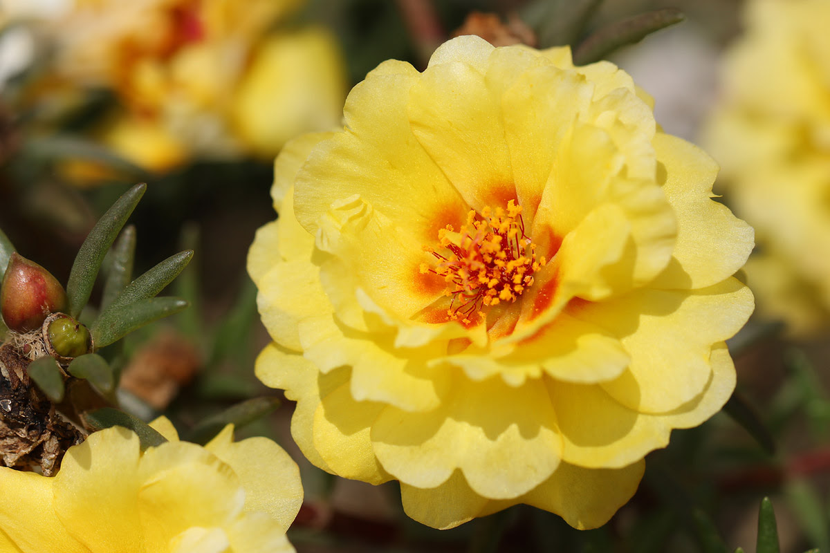 お花の写真集 マツバボタン 黄色