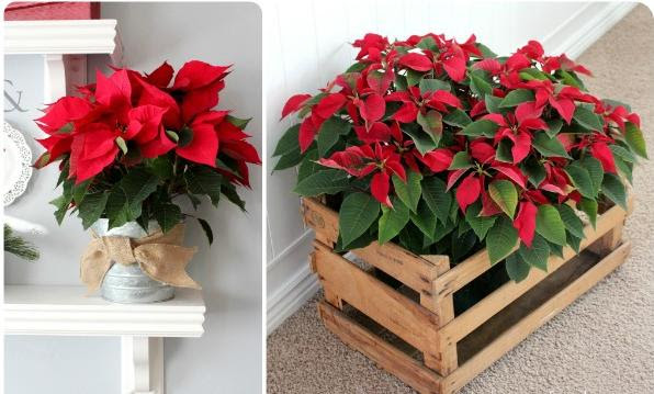 flores-y-centros-de-mesa-para-navidad-poinsettias-rojas
