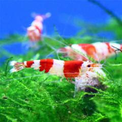 ここをおさえておけばok エビの飼育と繁殖のコツ 熱帯魚 アクアリウム情報マガジン