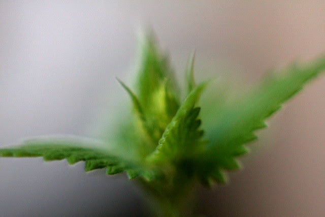 catnip buds