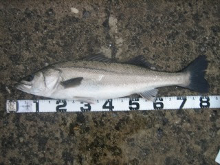 シーバス ってどんな魚 スズキ 鱸 との違いや種類について The Seabass Times