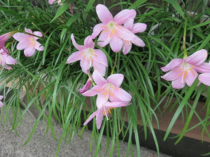 この花の名前なんていうの タマスダレとサフランモドキ どう違うの ゼフィランサス
