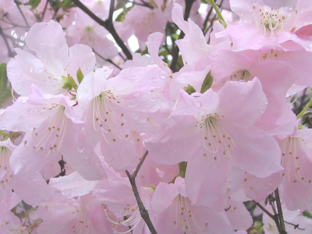 クロフネツツジ Rhododendron Schlippenbachii
