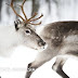 Reindeer Artinya