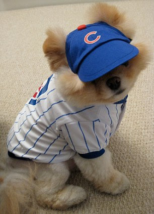 Sporting fan: Boo is a fan of baseball team The Cubs