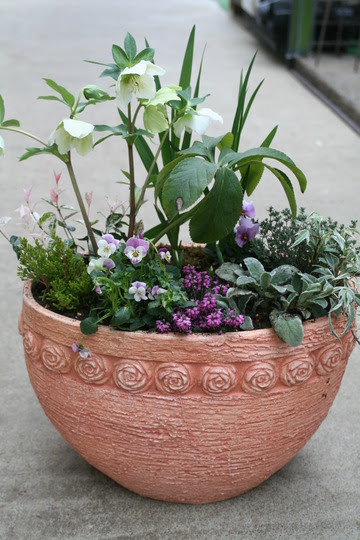 Natural Garden 小粋 花とリーフのご提案 クリスマスローズの早春の寄せ植え