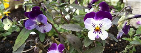 grow pansies  violas  thirsty gardeners