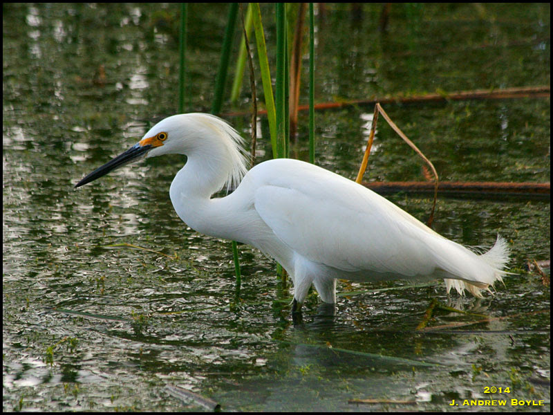 Snowy Egret