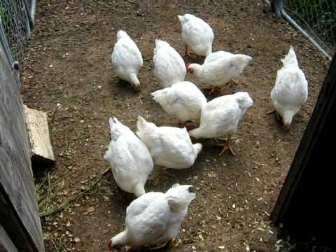 Quick inexpensive easy chicken coop - YouTube