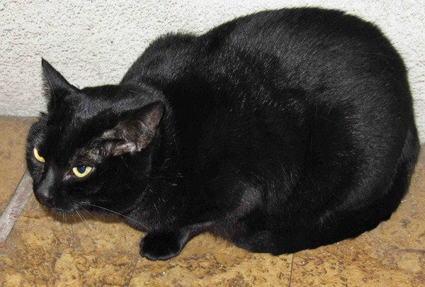 Chat Noir De Race