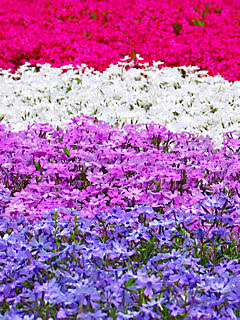 芝桜 シバザクラ の花携帯待受画像 無料壁紙