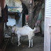 Before Bakra Idd