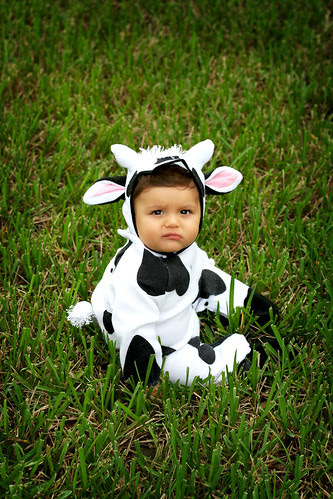 cow fave