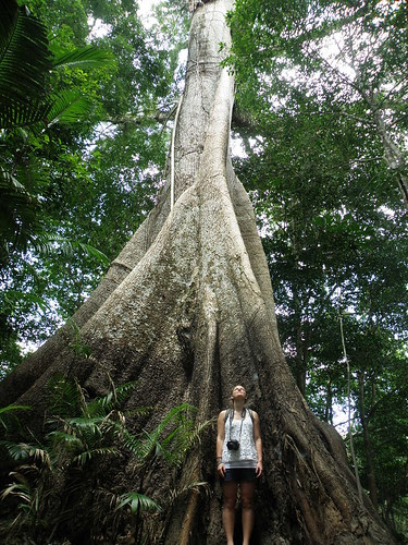 The Big Tree