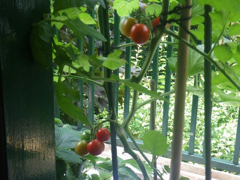 水耕栽培装置の自作 Diyハッピーライフ