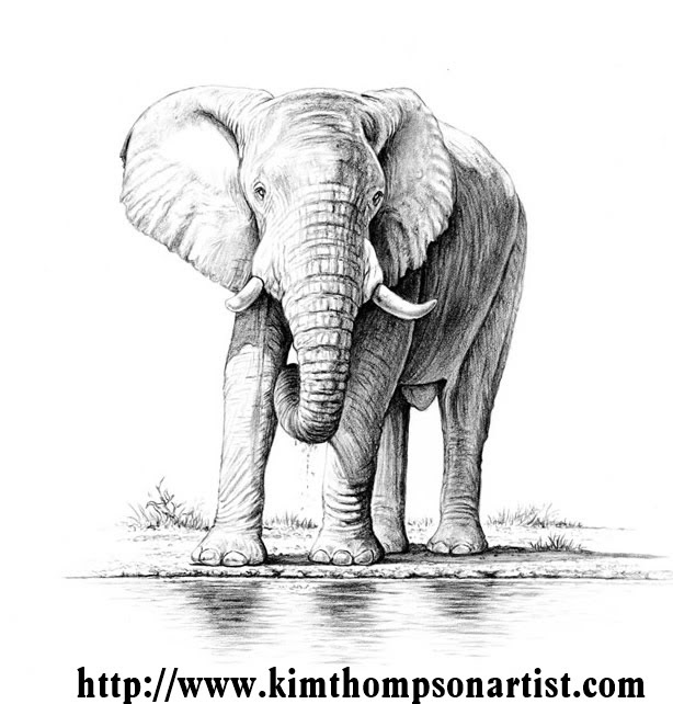 Elephant River